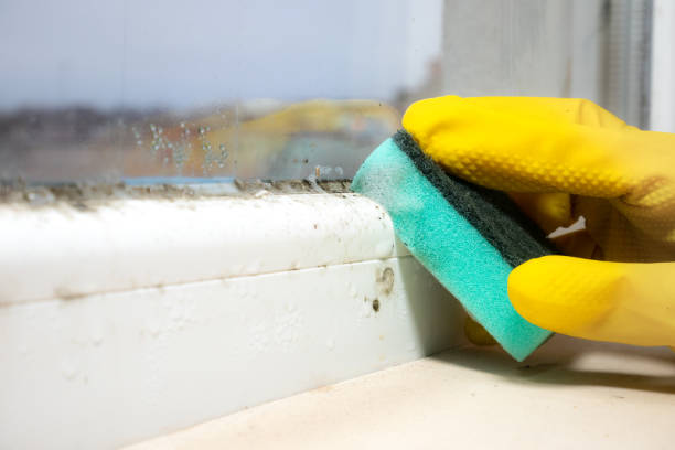 Mold Odor Removal Services in Waipio, HI